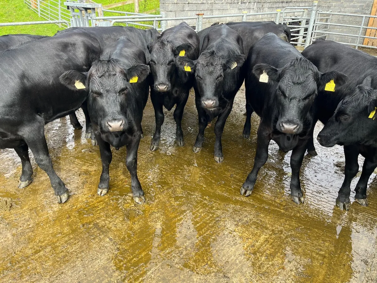 Heifers - Image 3