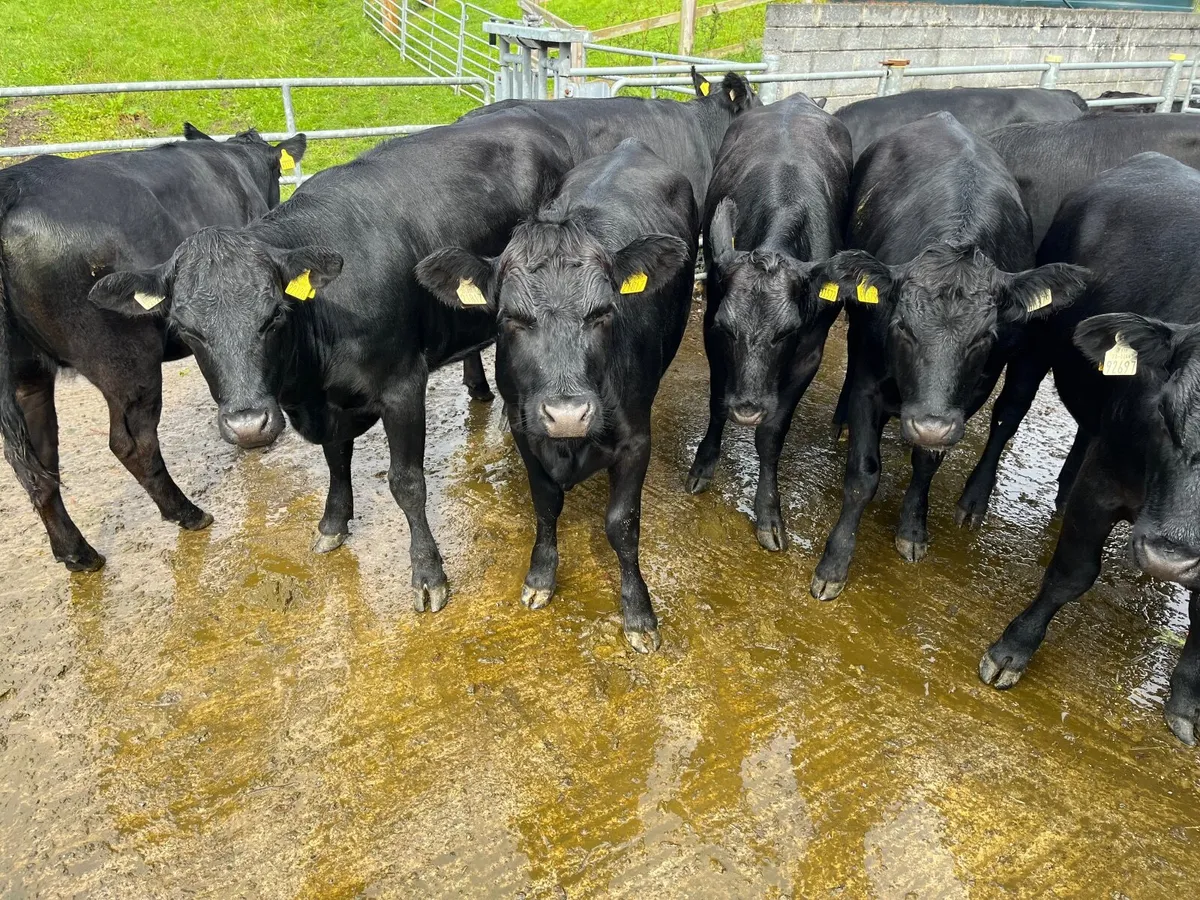 Heifers - Image 4