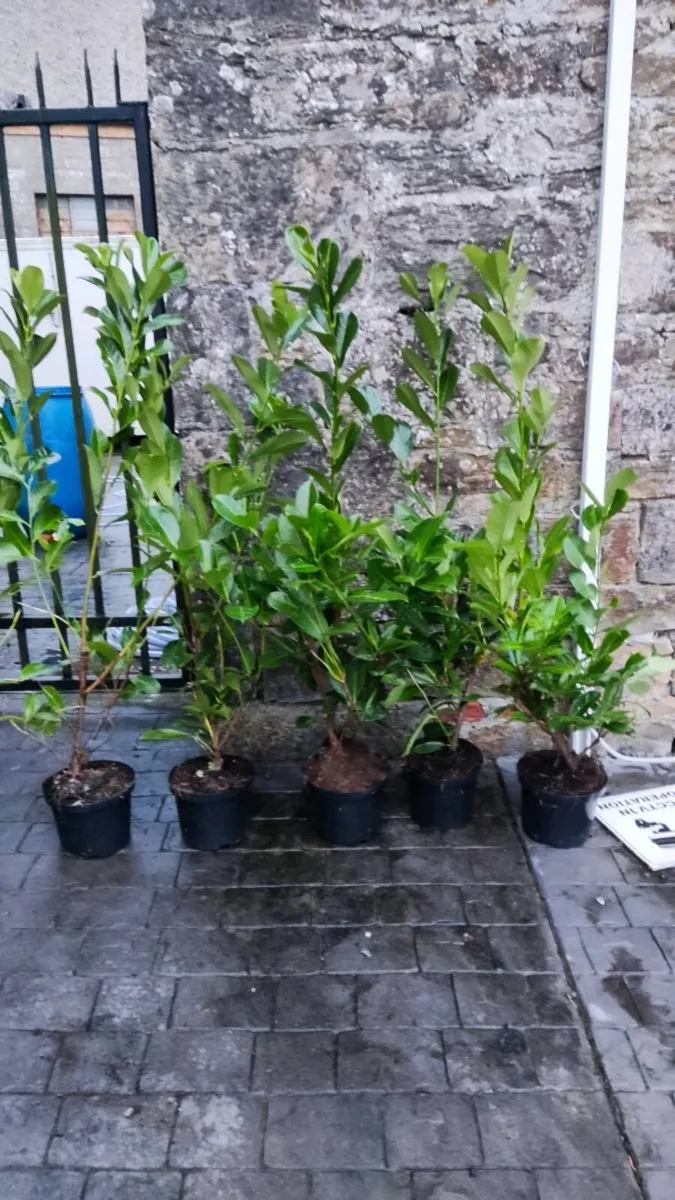 Laurel Hedging in 5 litre pots 4ft just 5 euro - Image 3