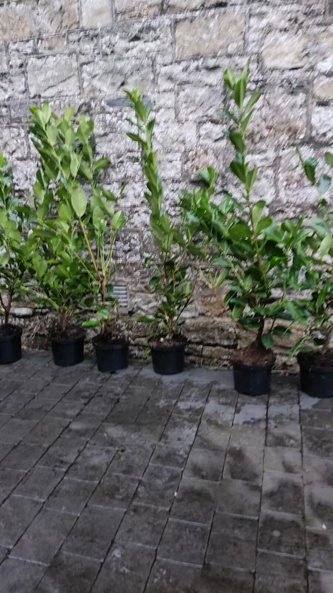 Laurel Hedging in 5 litre pots 4ft just 5 euro - Image 4