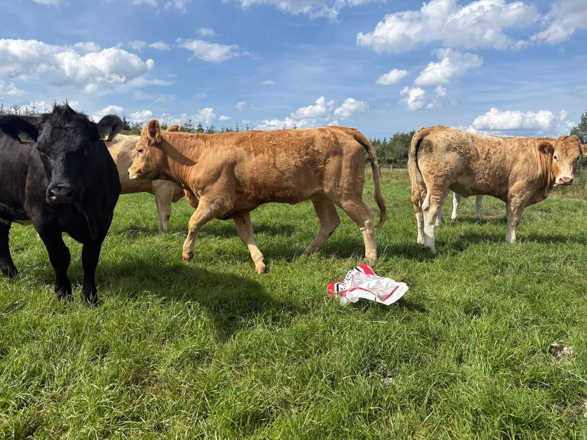 4 heifers - Image 4