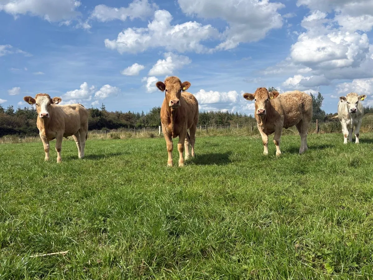 4 heifers - Image 2