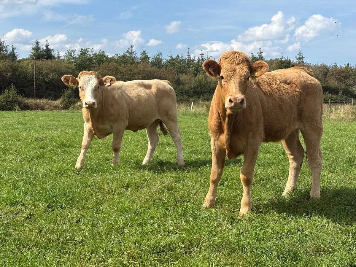 4 heifers - Image 3