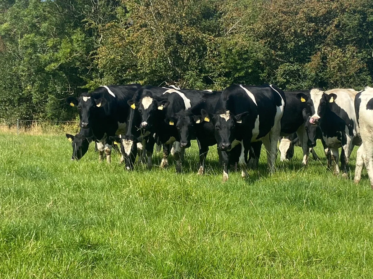 15 High EBI (Ave €190) incalf Heifers - Image 1