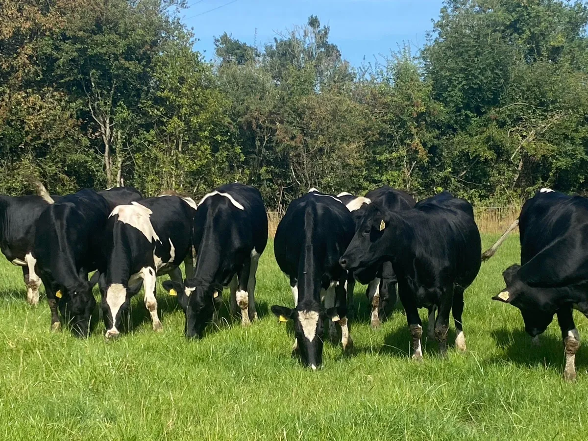 15 High EBI (Ave €190) incalf Heifers - Image 2