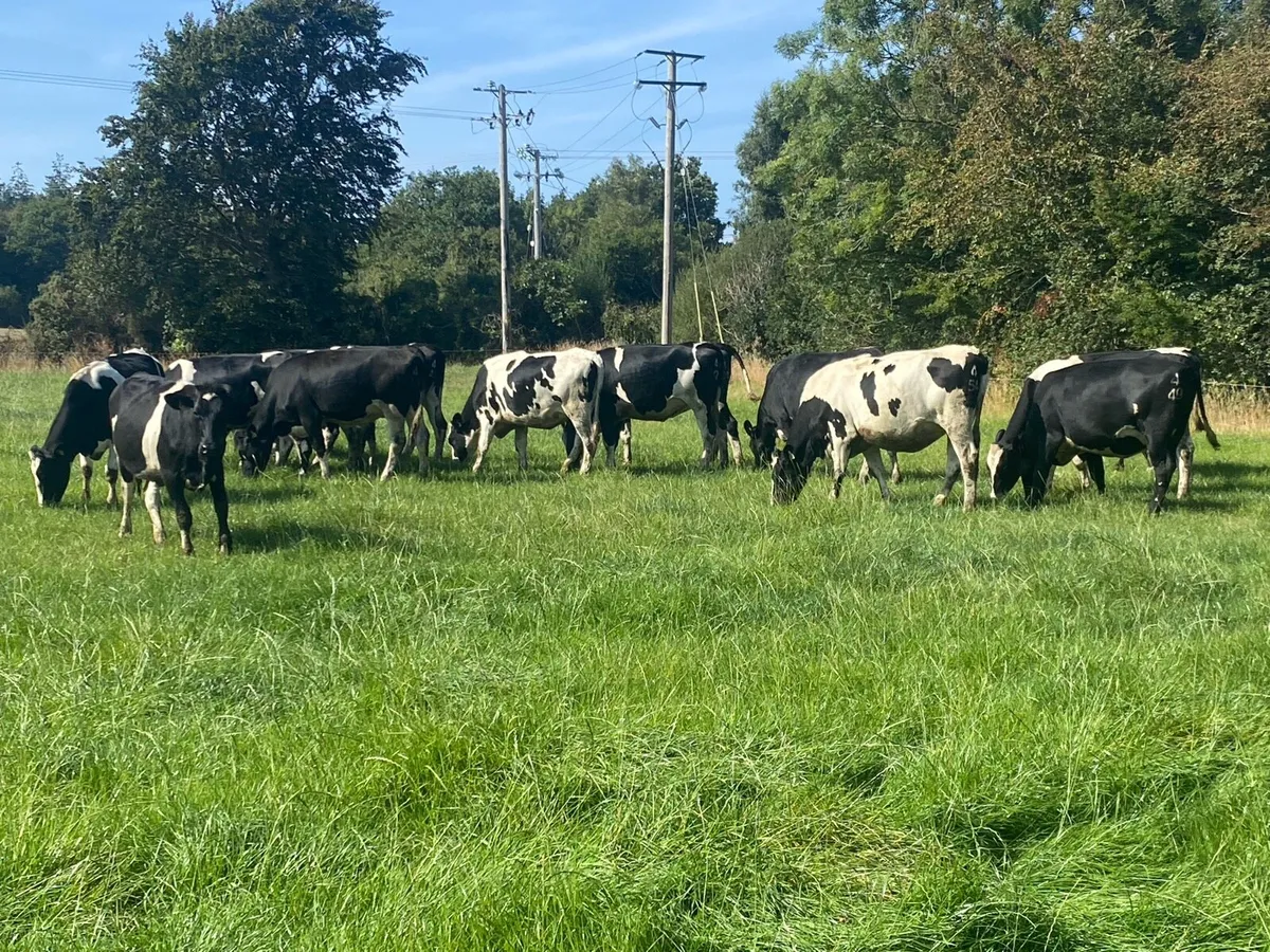 15 High EBI (Ave €190) incalf Heifers - Image 3