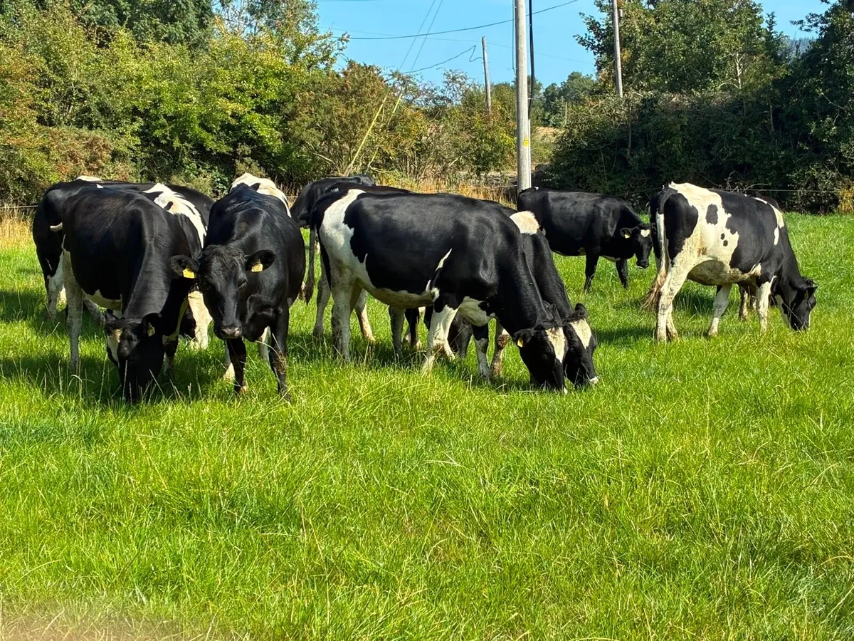 15 High EBI (Ave €190) incalf Heifers - Image 4