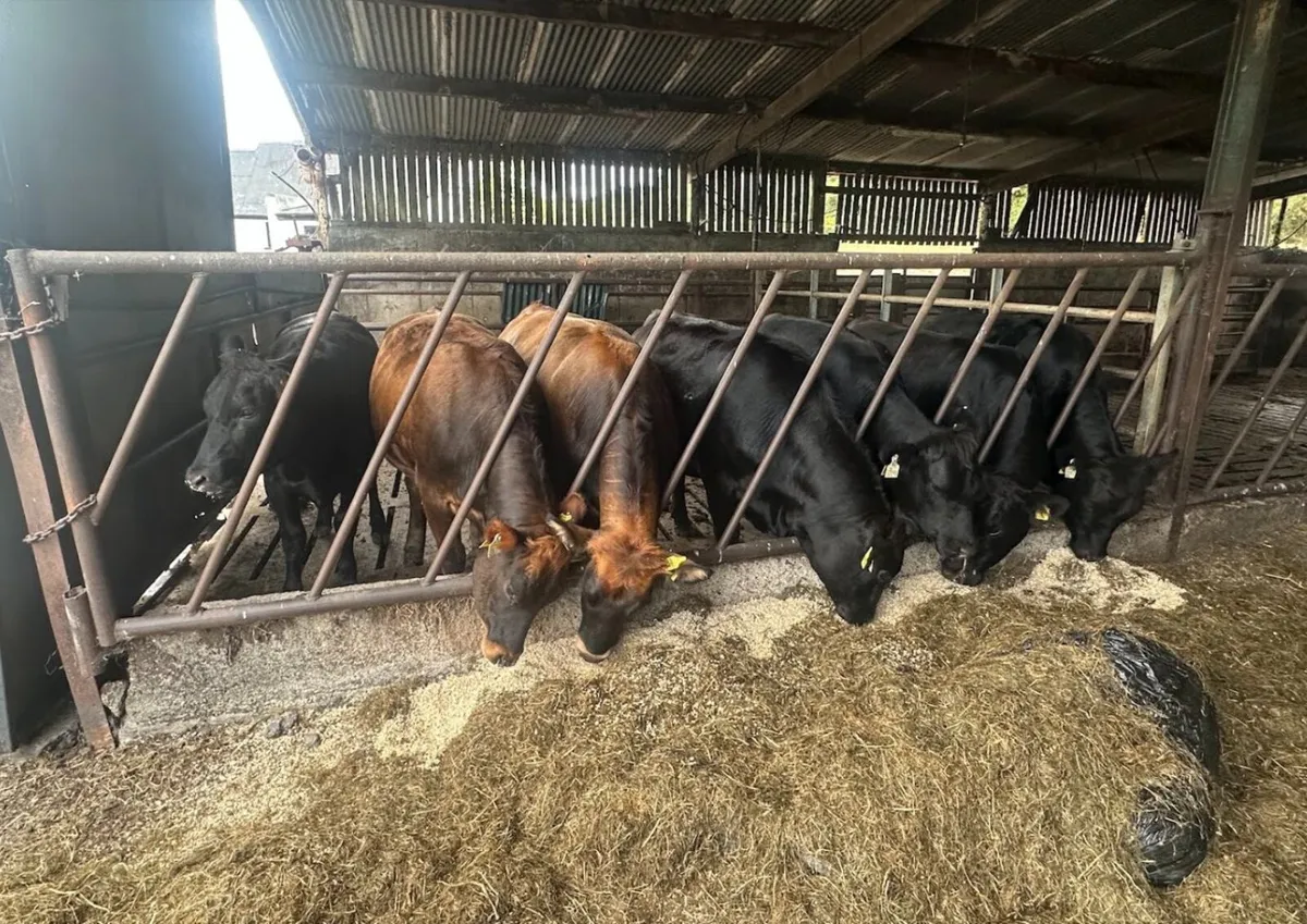 Breeding Heifers - LMx, AUx, AAx, HEx - Image 1