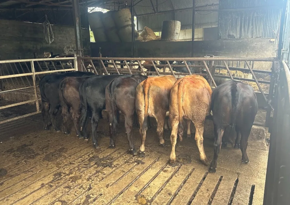 Breeding Heifers - LMx, AUx, AAx, HEx - Image 3