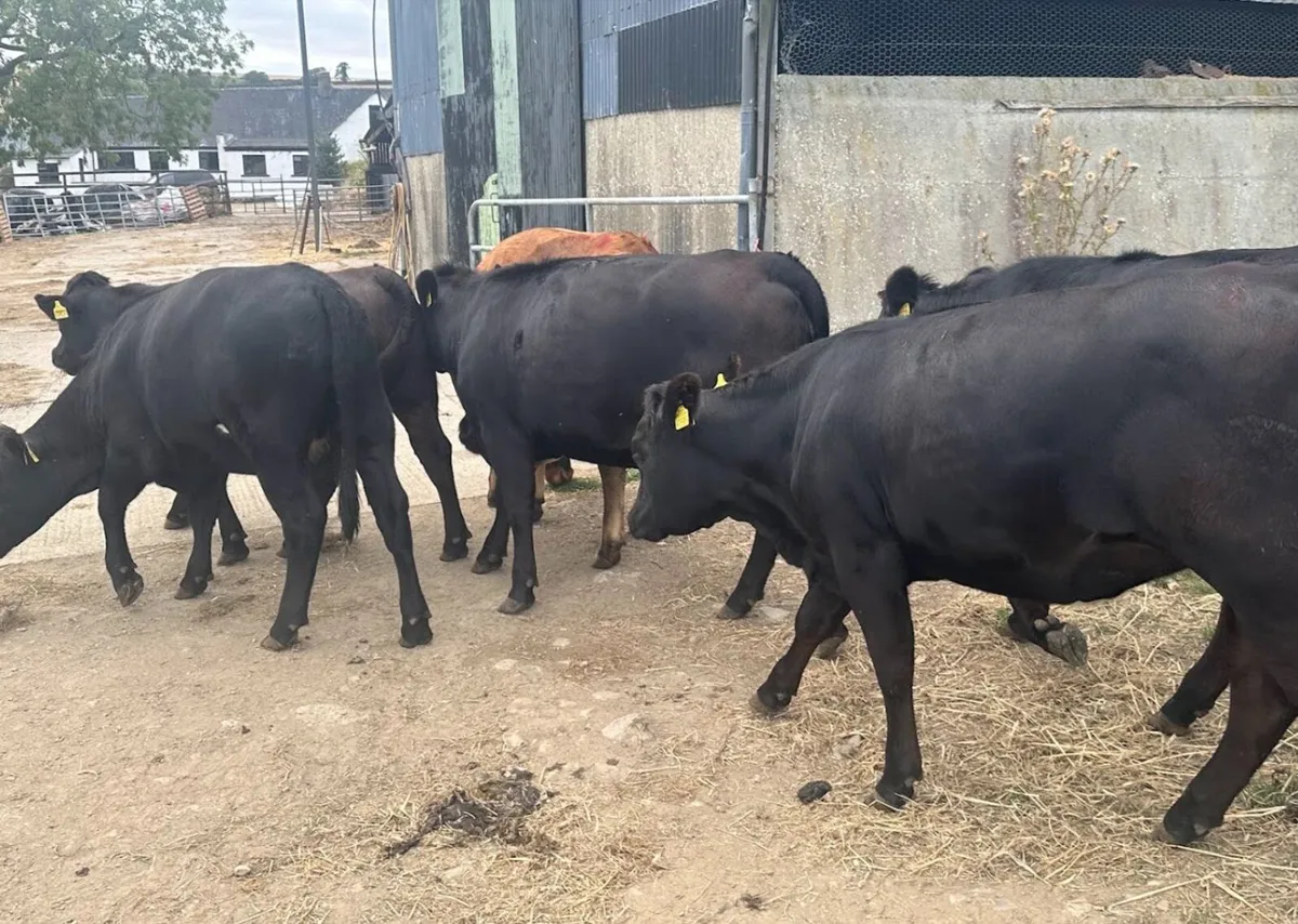 Breeding Heifers - LMx, AUx, AAx, HEx - Image 4