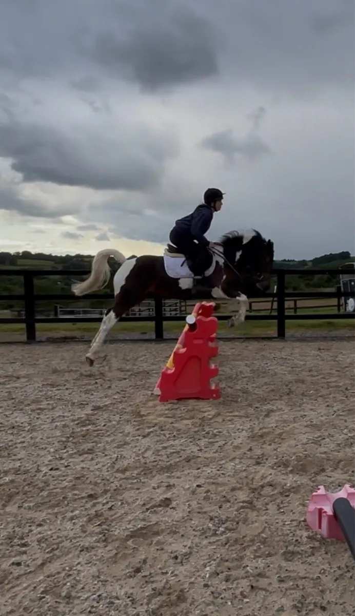 14 h 4 year old Gelding - Image 1