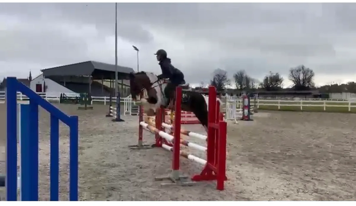 14 h 4 year old Gelding - Image 2