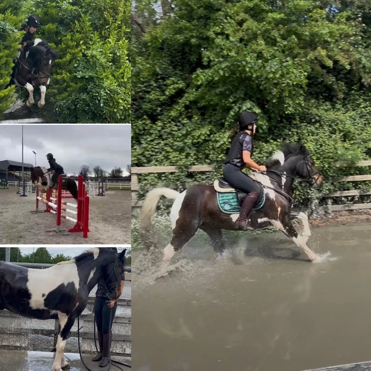 14 h 4 year old Gelding - Image 3