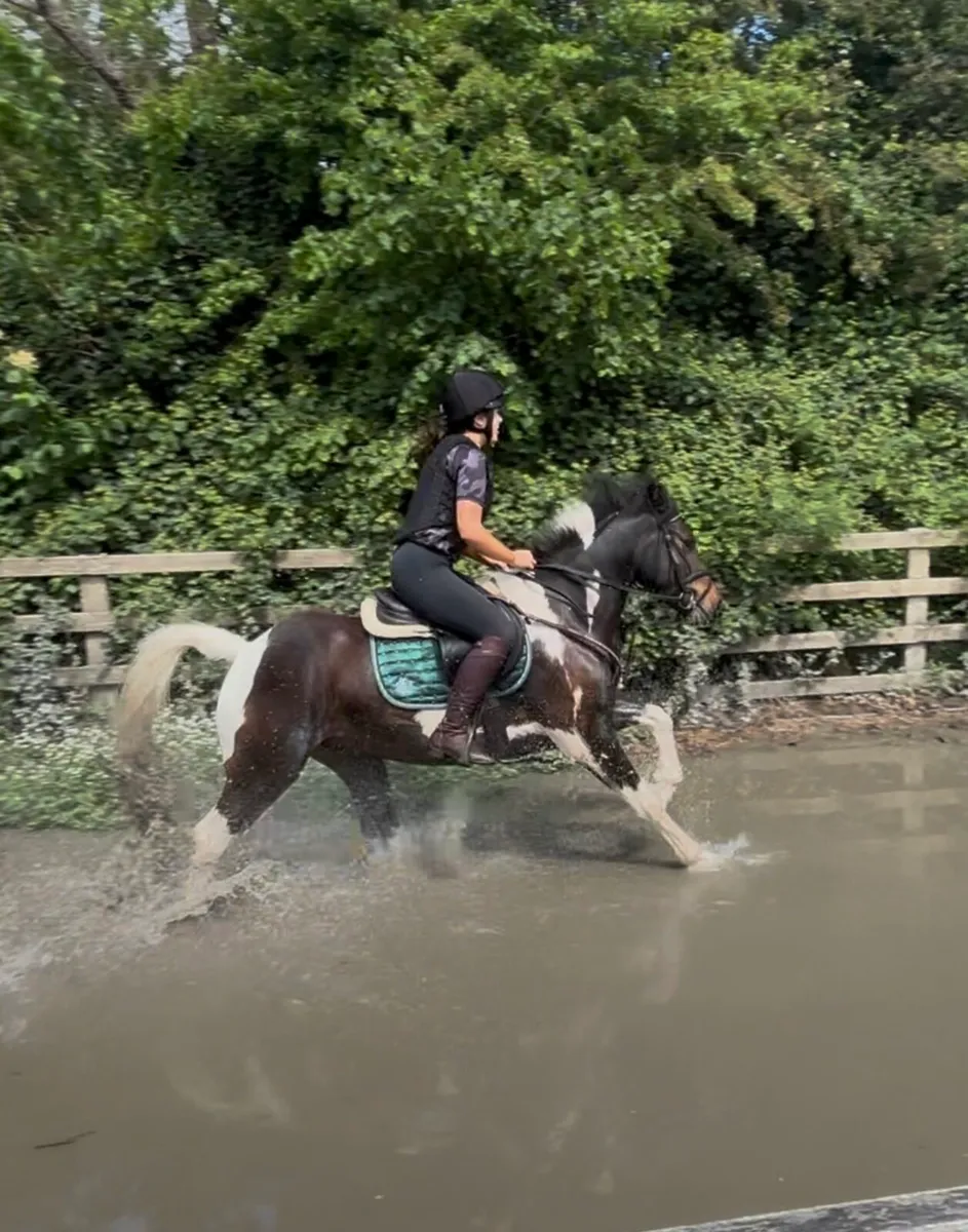 14 h 4 year old Gelding - Image 4