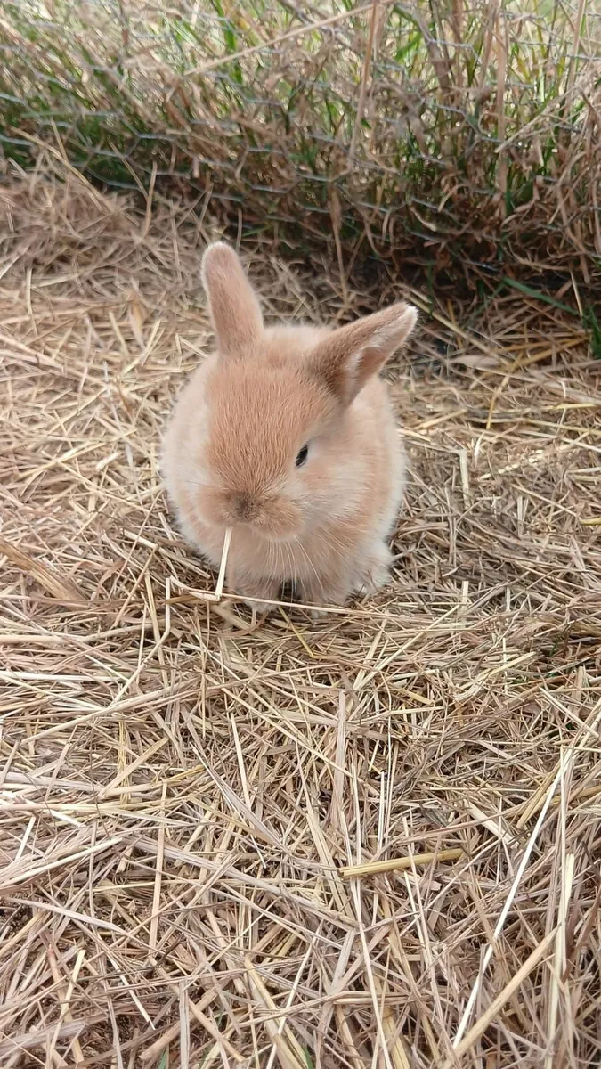 Mini lops bunnies - Image 1