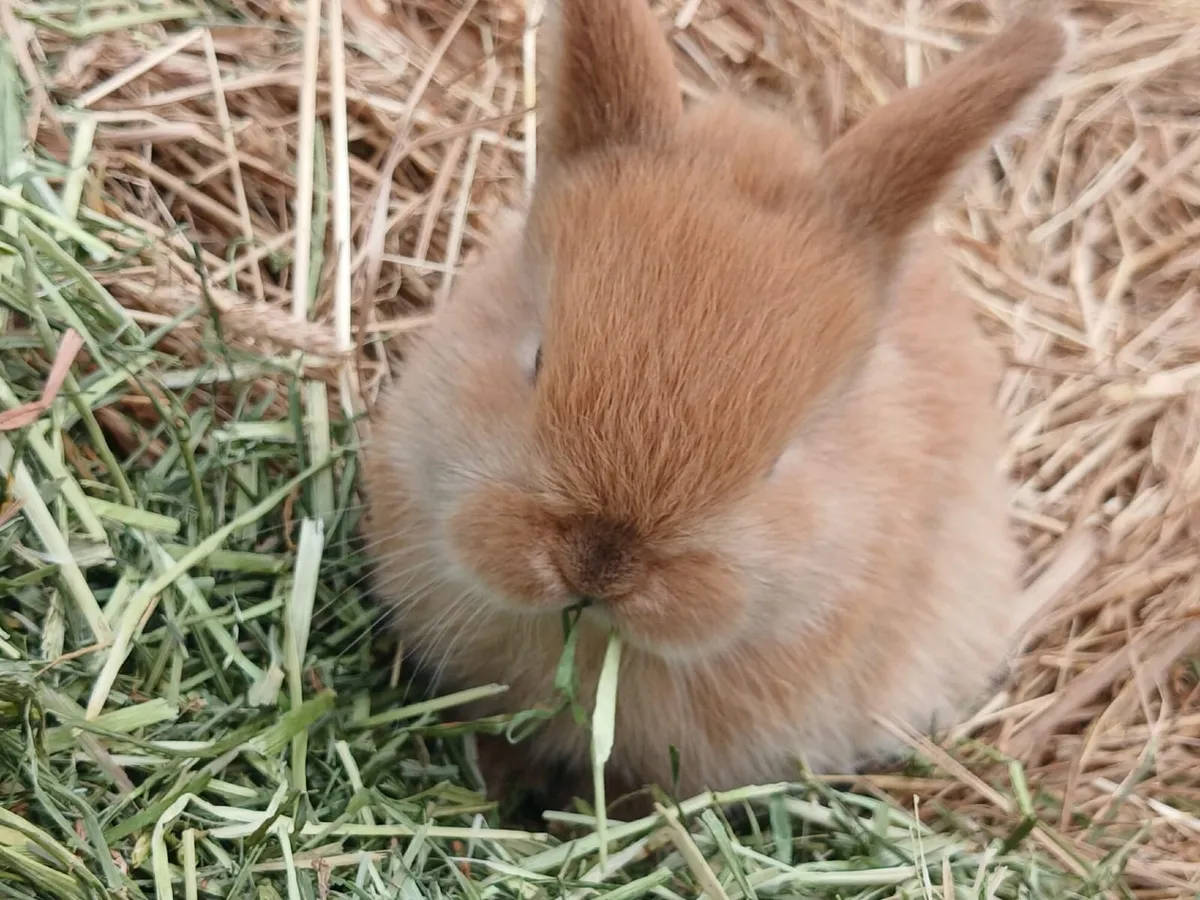 Mini lops bunnies - Image 2
