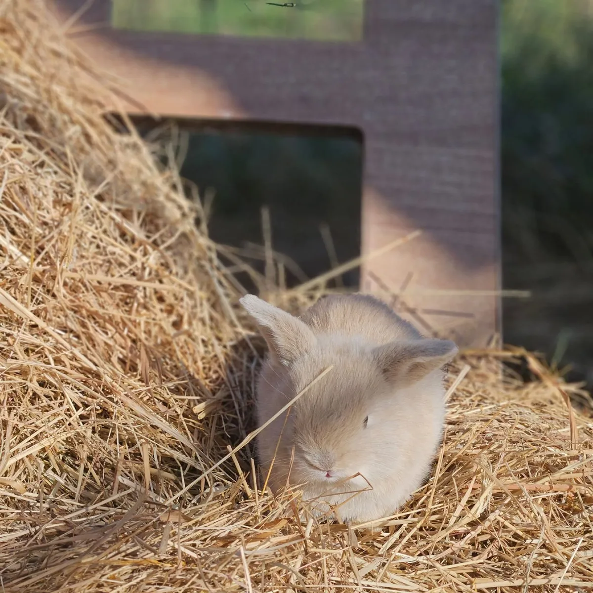 Mini lops bunnies - Image 3