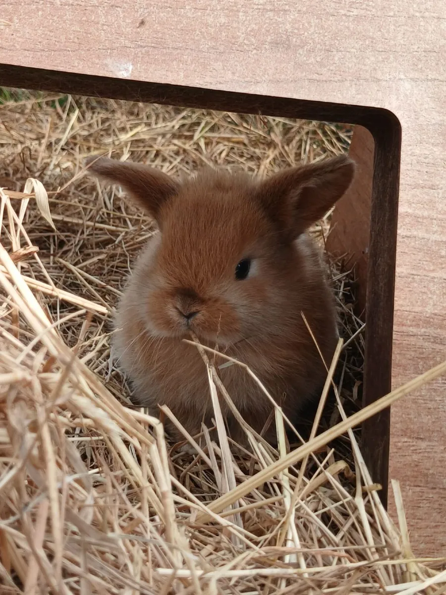 Mini lops bunnies - Image 4