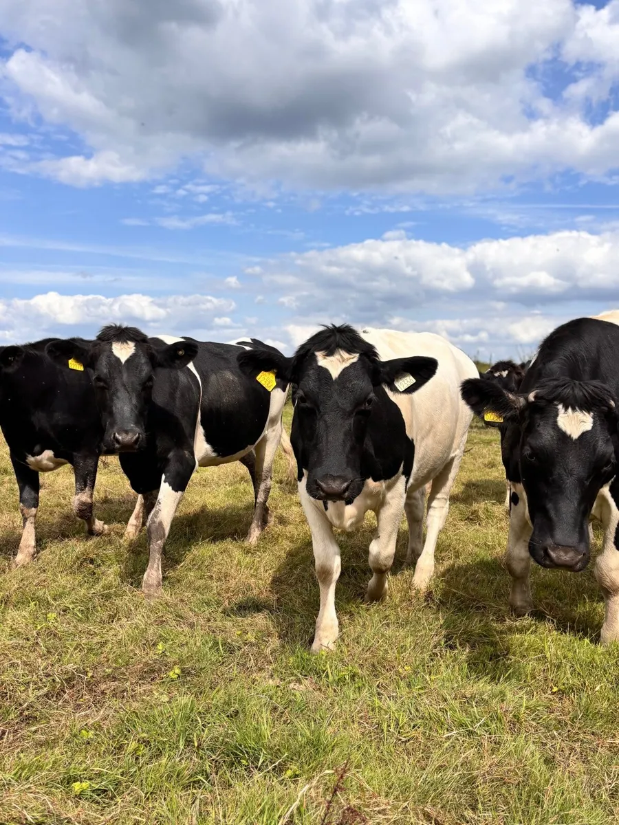 Pedigree British Friesian In-calf Heifers - Image 1