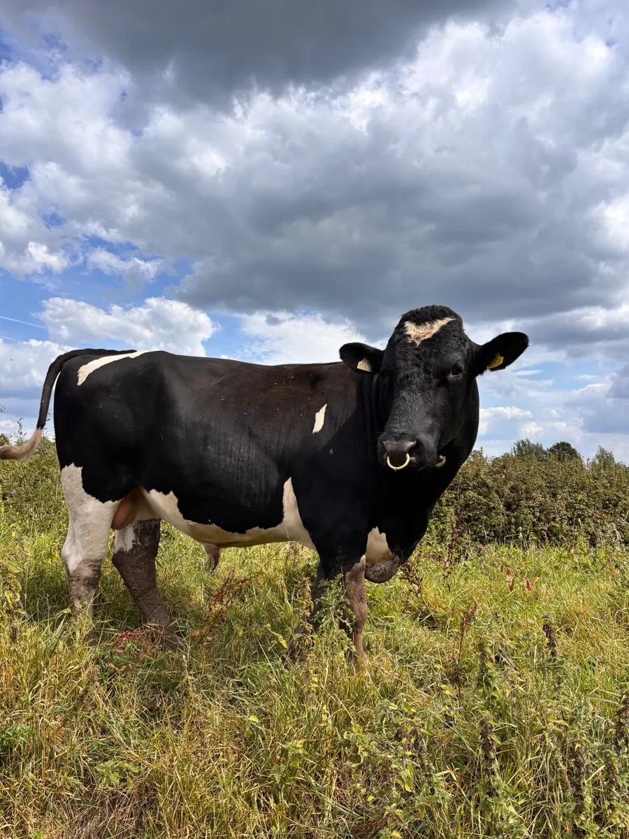 Pedigree British Friesian In-calf Heifers - Image 2