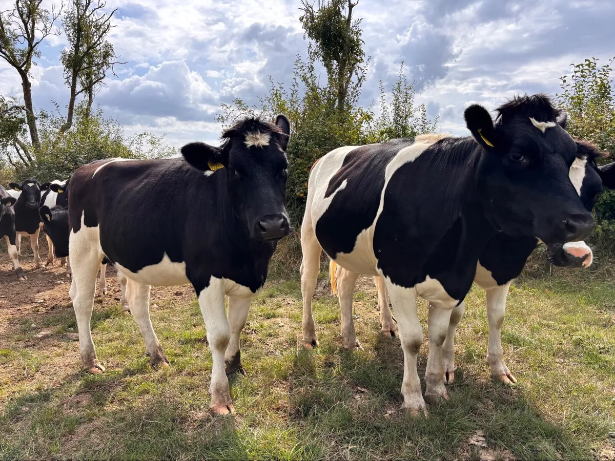 Pedigree British Friesian In-calf Heifers - Image 4
