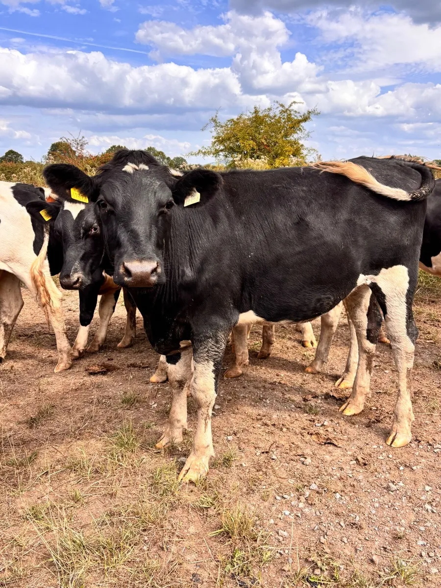 Pedigree British Friesian In-calf Heifers - Image 3
