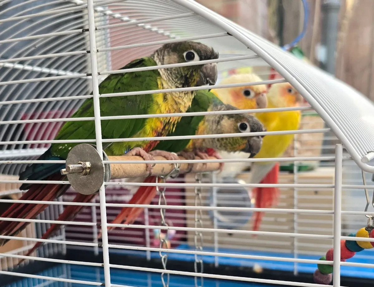 Conures - Image 2