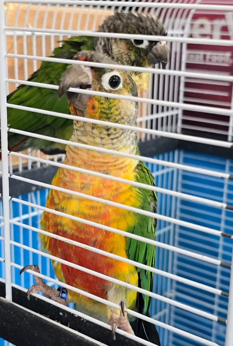 Conures - Image 1