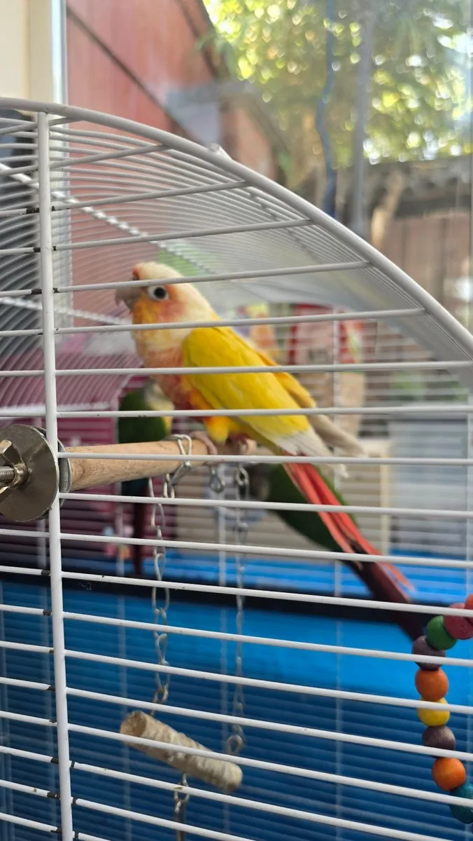 Conures - Image 3