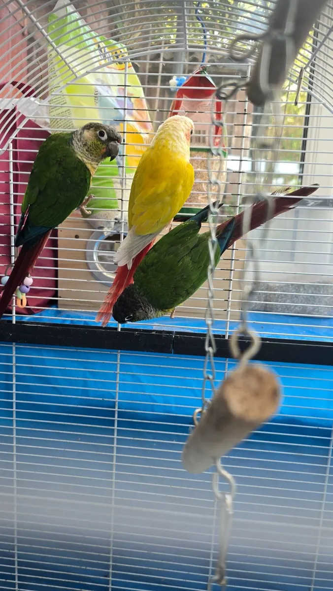 Conures - Image 4