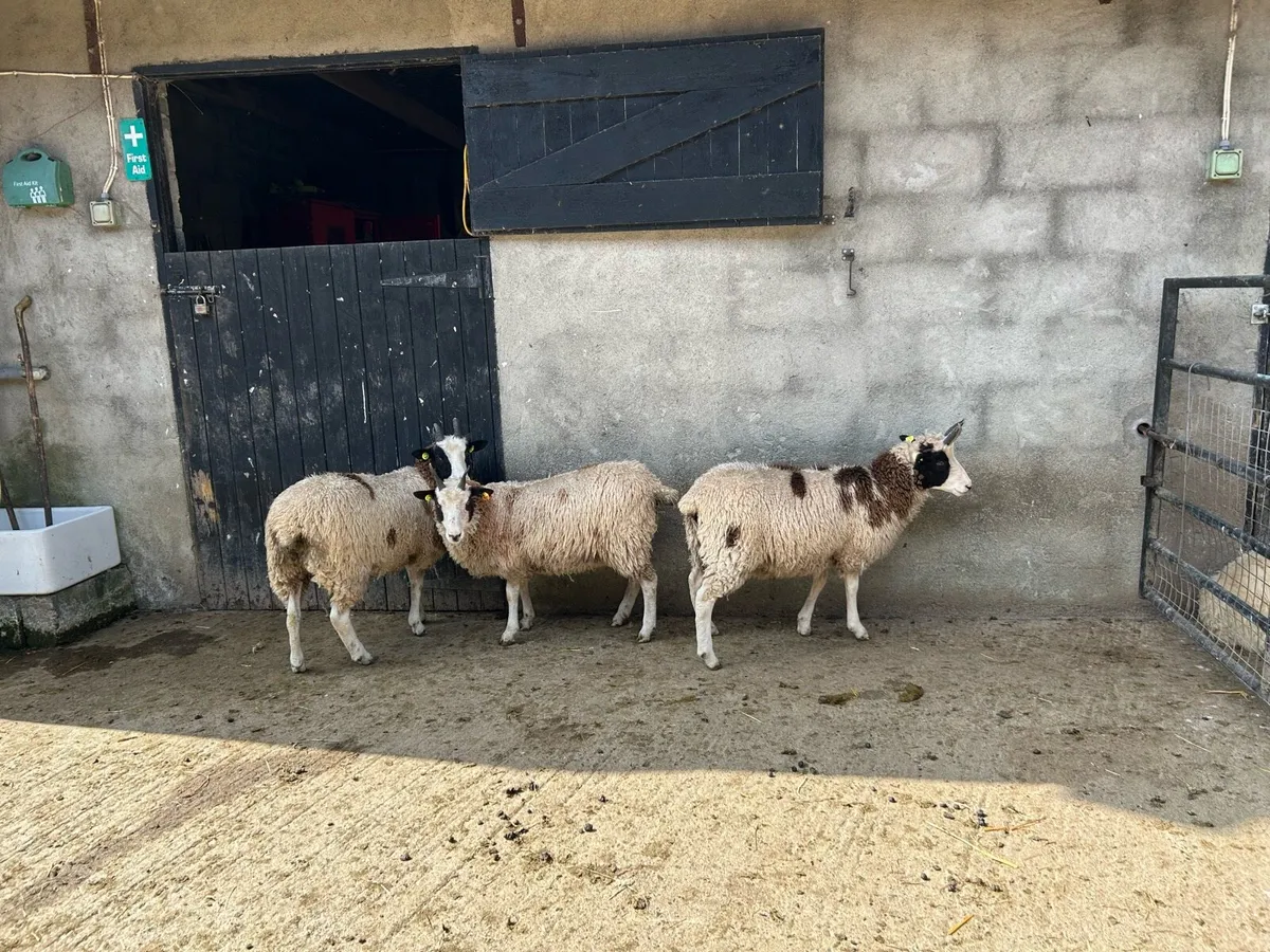 Jacob Ewe Lambs - Image 1