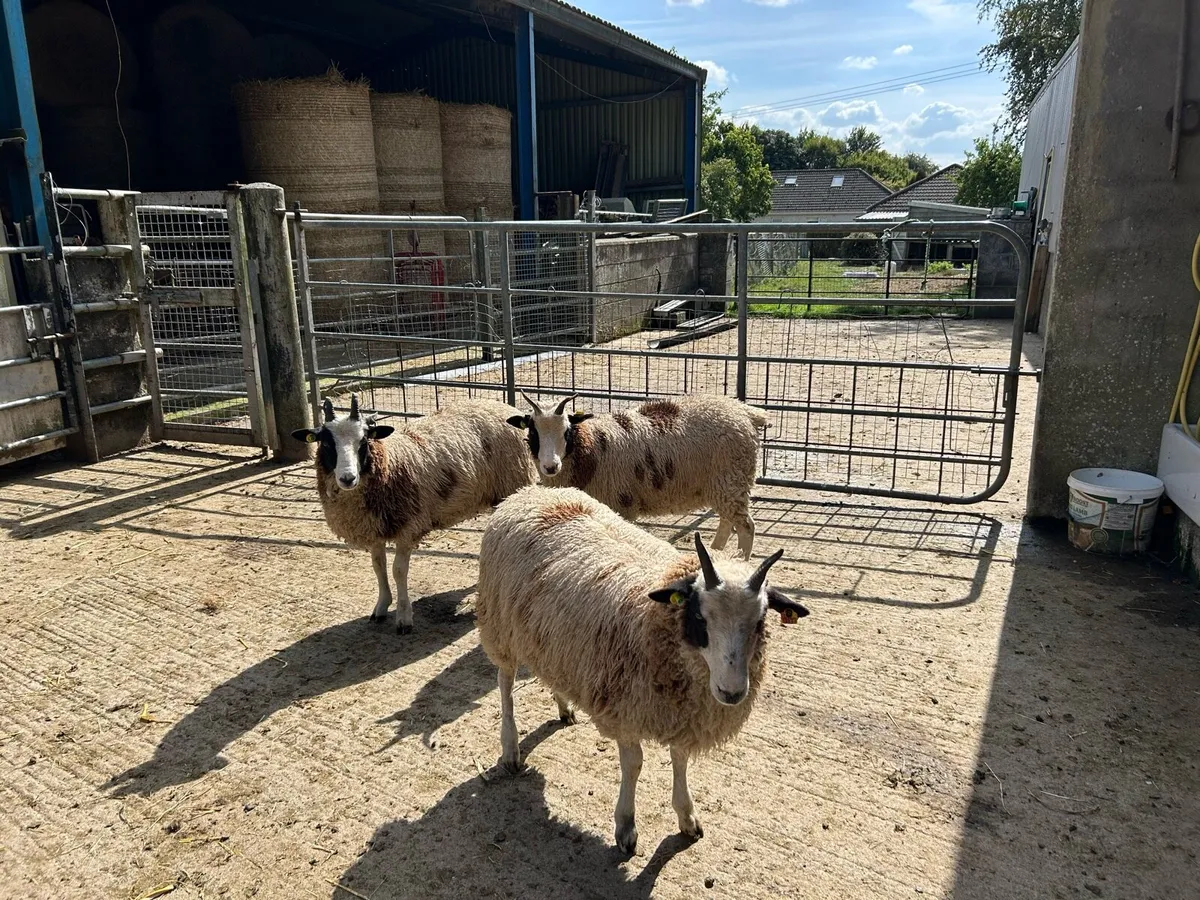 Jacob Ewe Lambs - Image 2