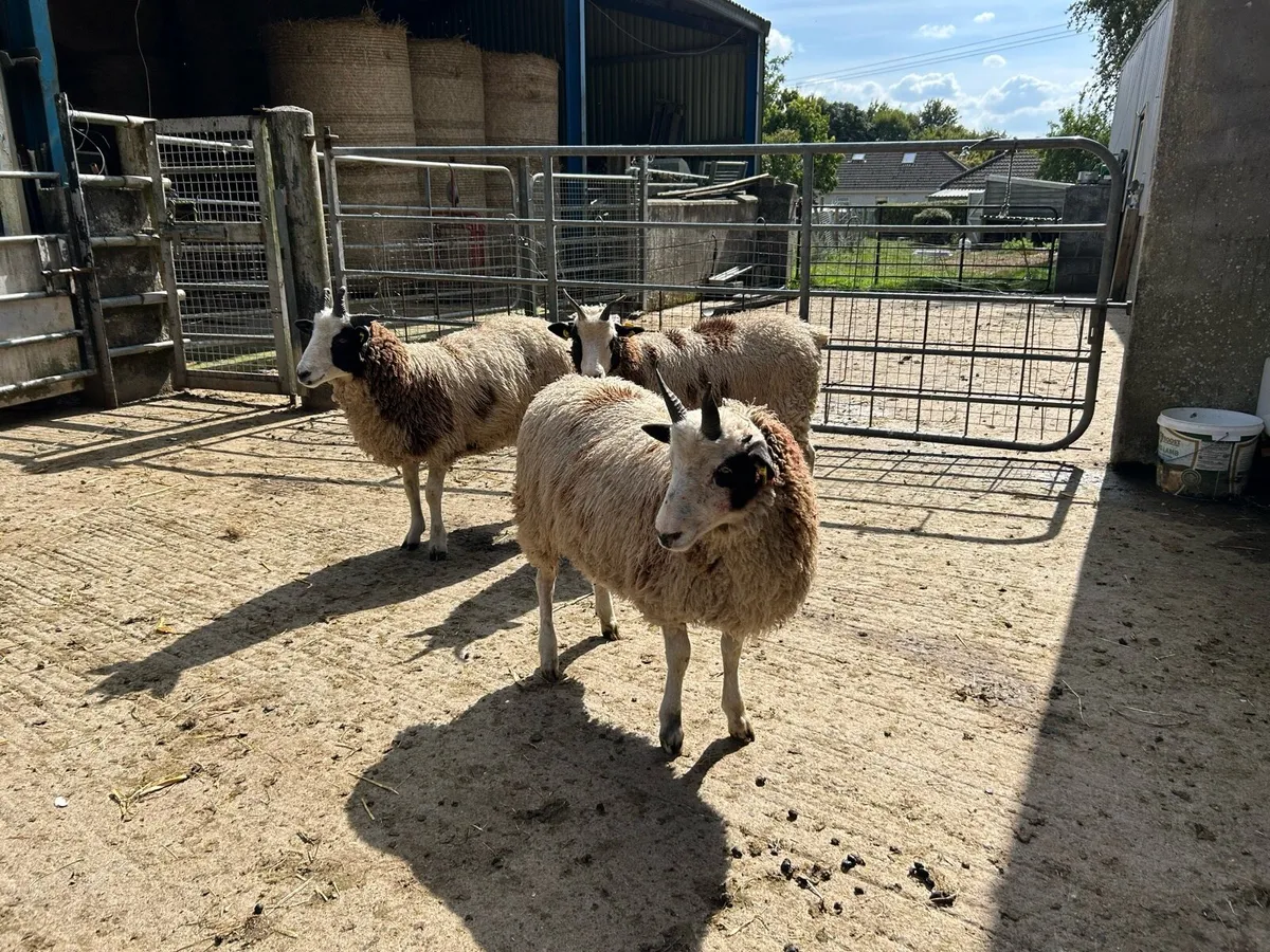 Jacob Ewe Lambs - Image 3
