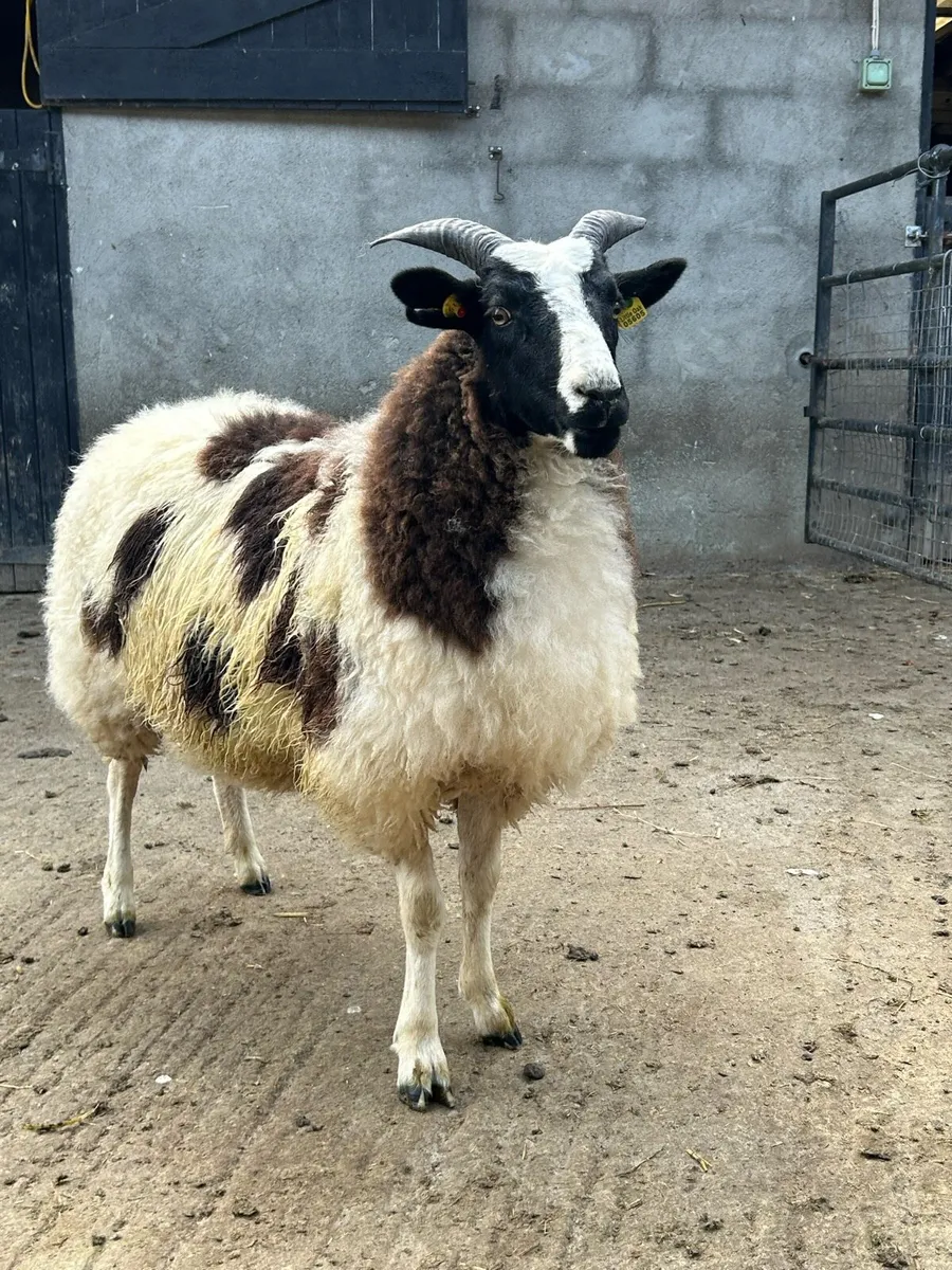 Jacob Ewe Lambs - Image 4