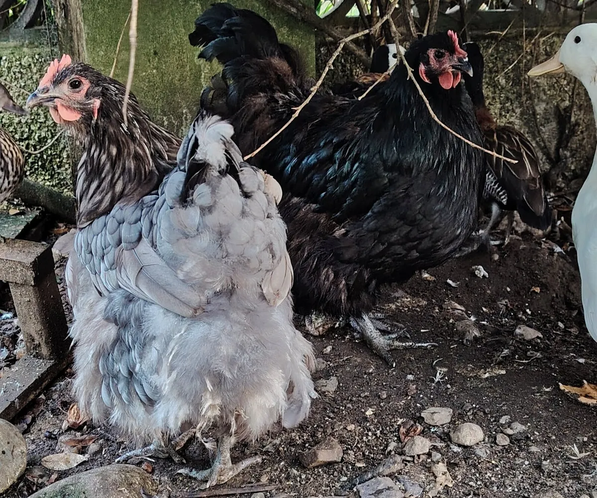 Orpington hens, roosters - Image 2