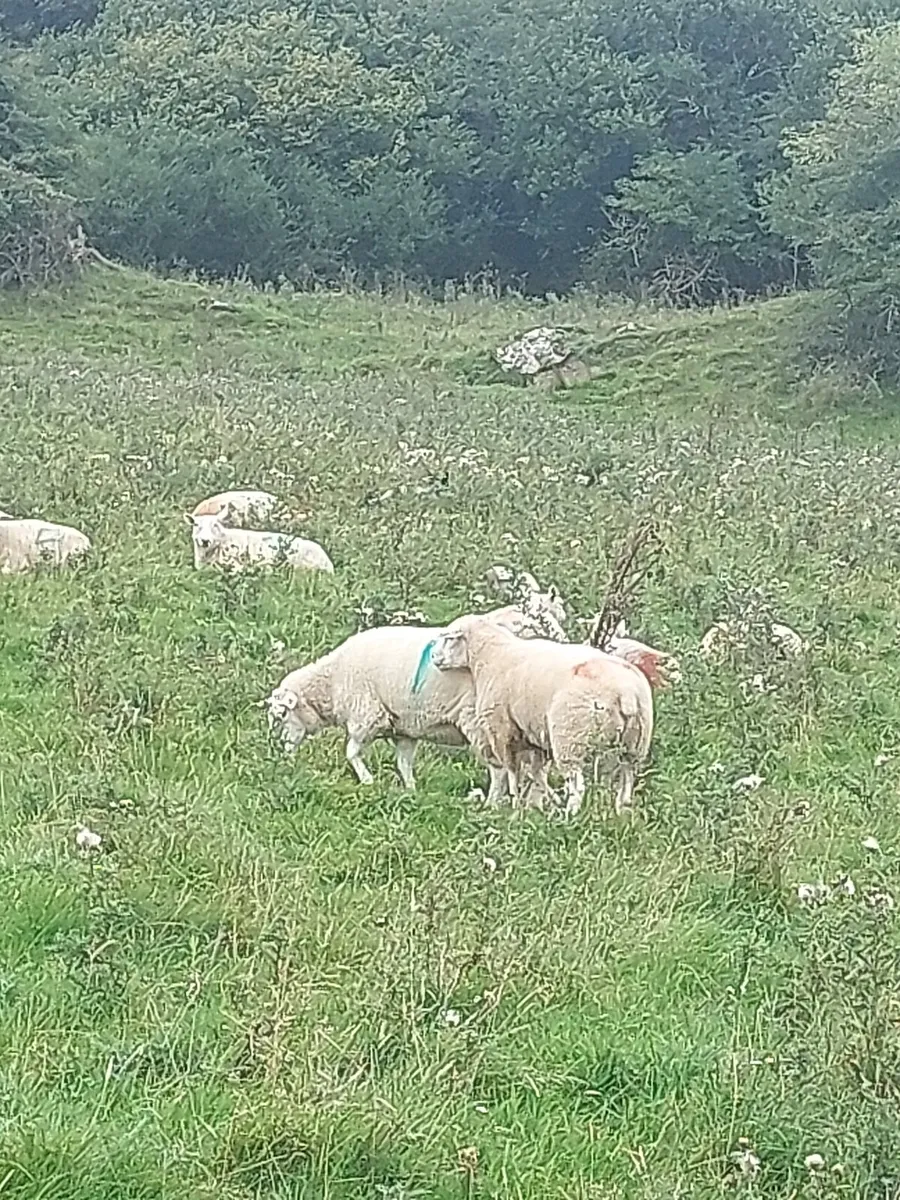 Pedigree registered Belclare Rams - Image 2