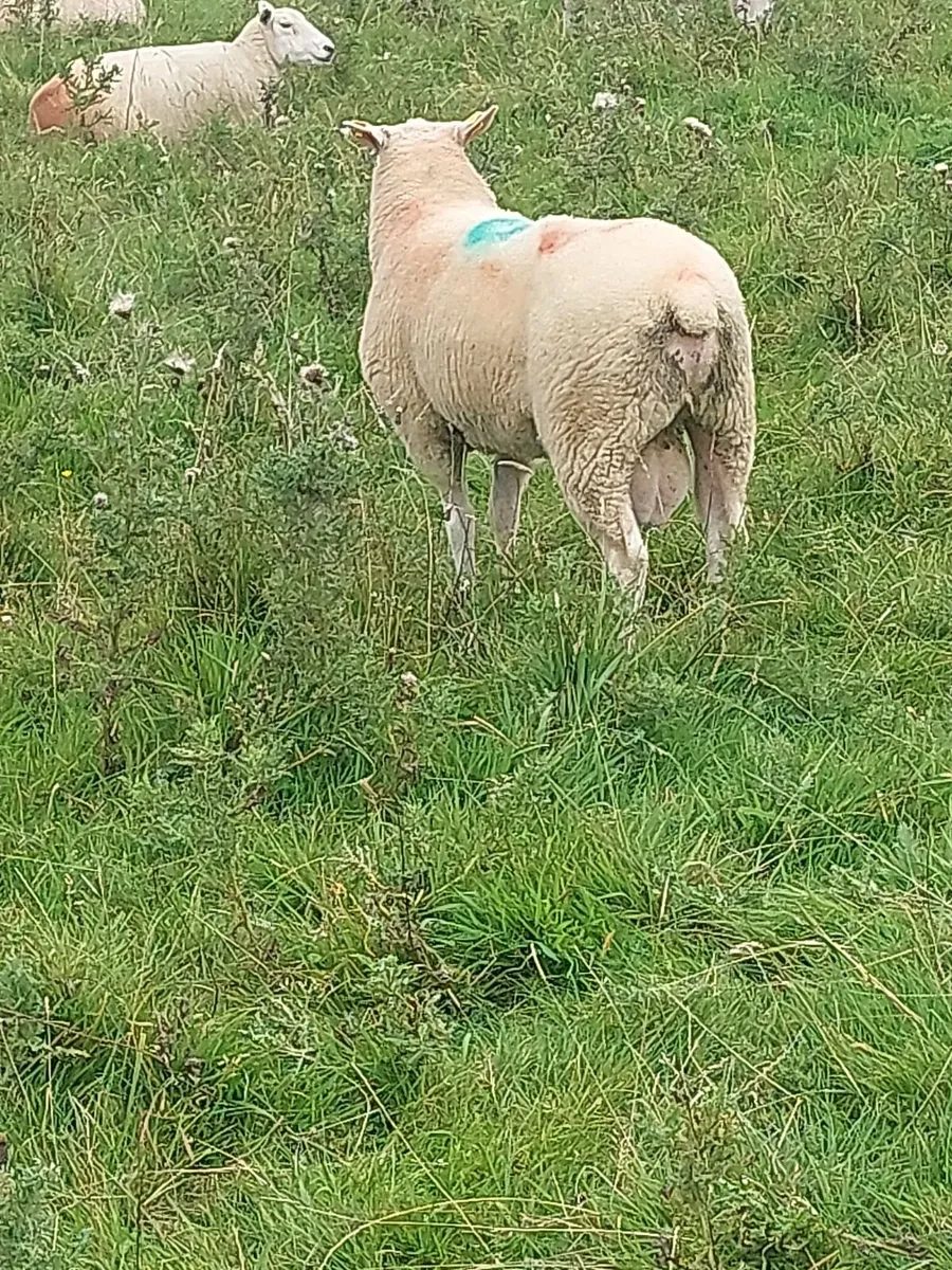 Pedigree registered Belclare Rams - Image 3