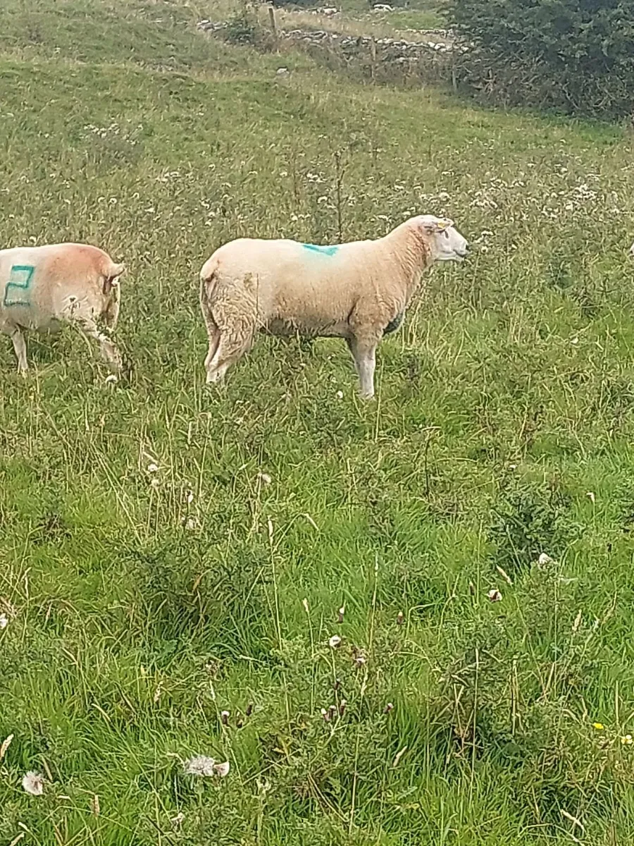 Pedigree registered Belclare Rams - Image 4