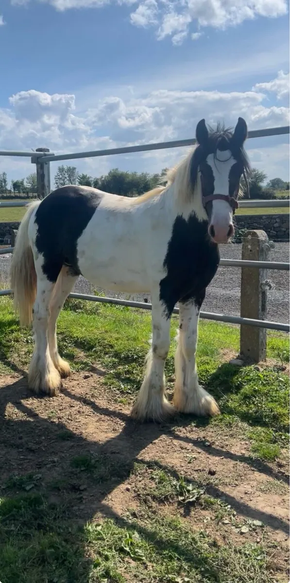 🔥🔥Colt For Sale🔥🔥 - Image 1