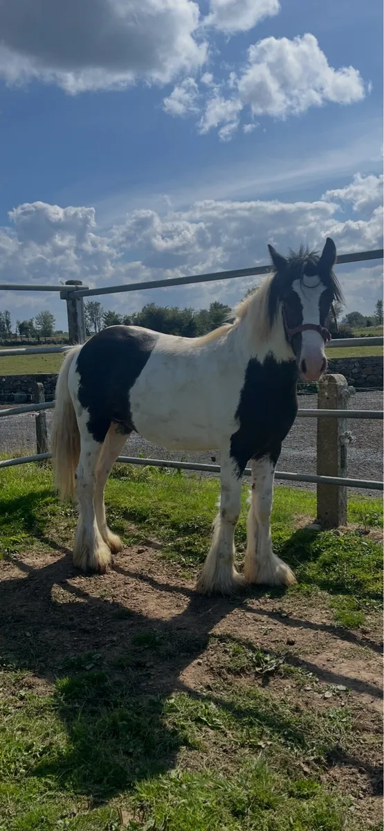 🔥🔥Colt For Sale🔥🔥 - Image 2