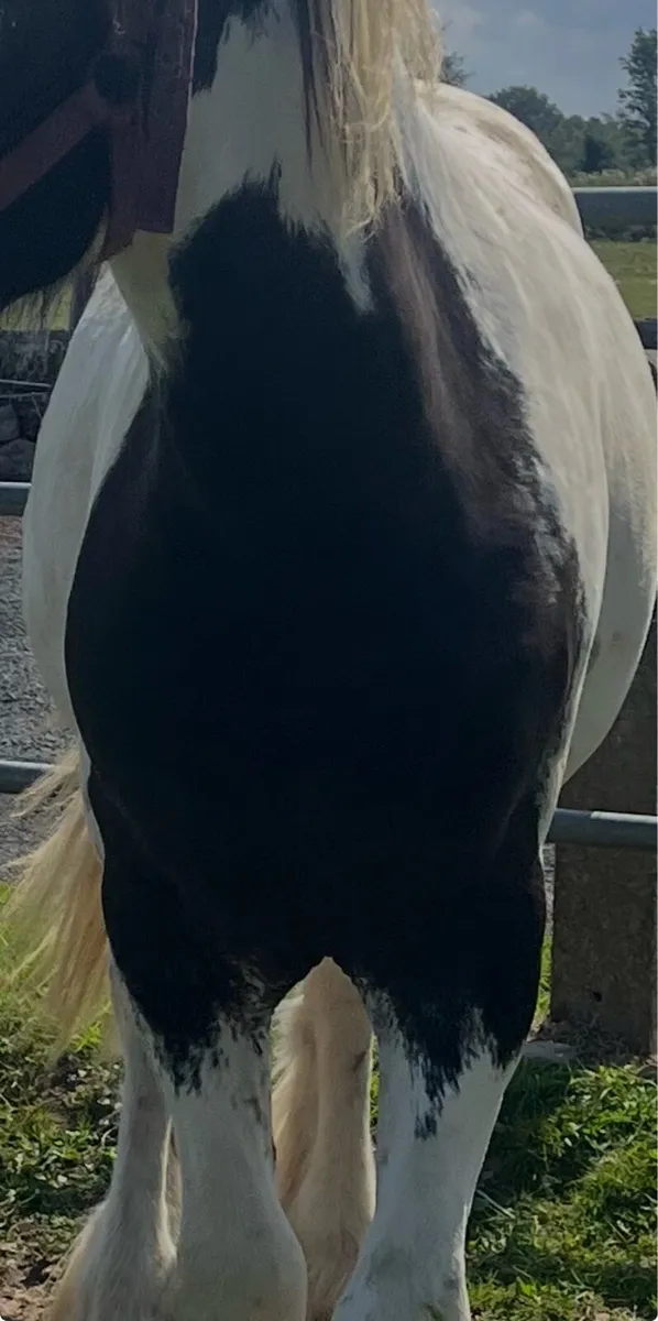 🔥🔥Colt For Sale🔥🔥 - Image 4