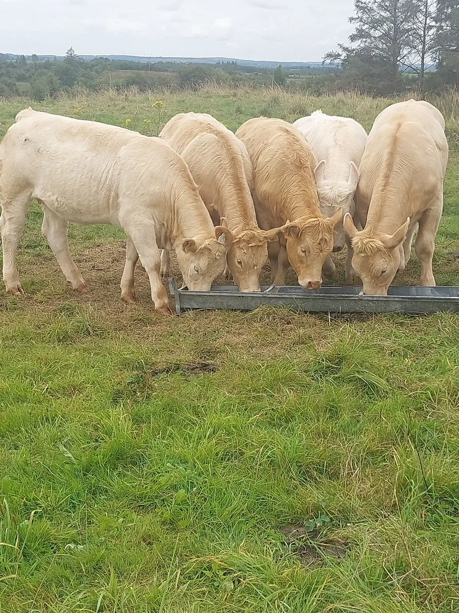 Heifers - Image 1