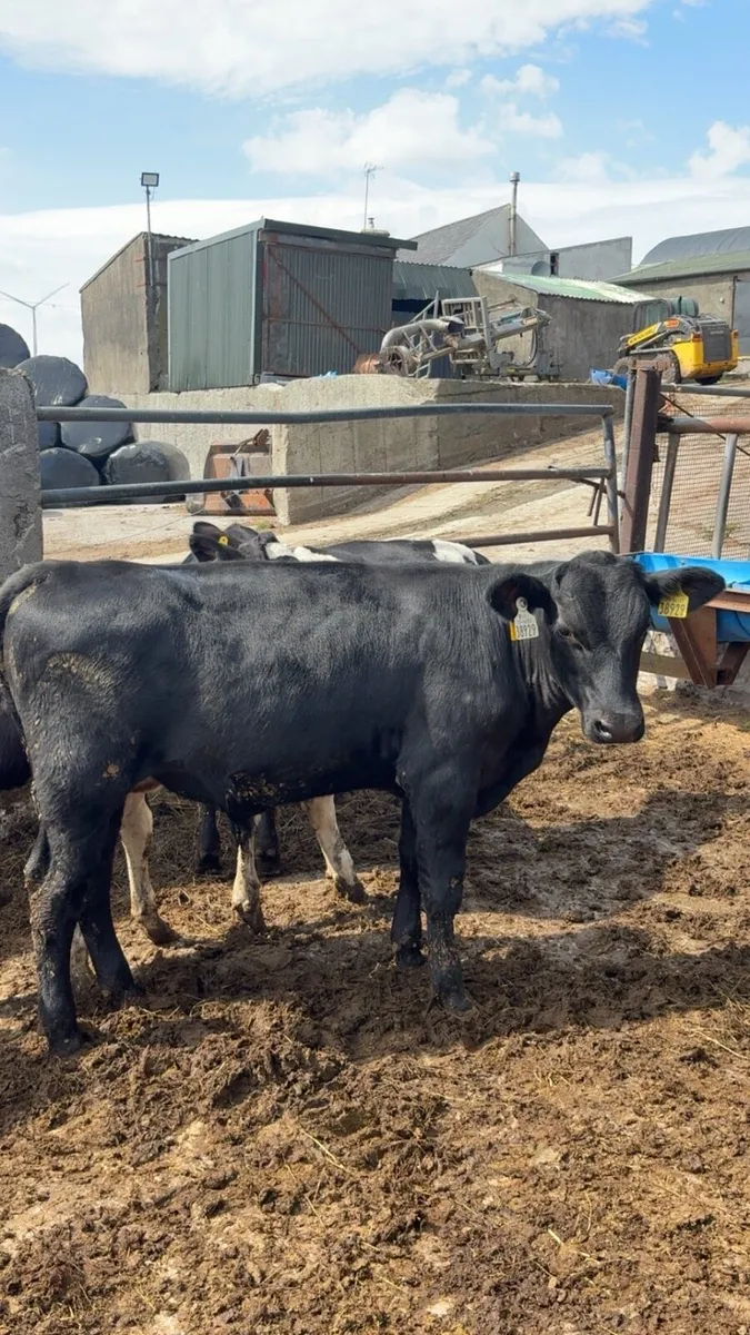 Weaned Calves - Image 1
