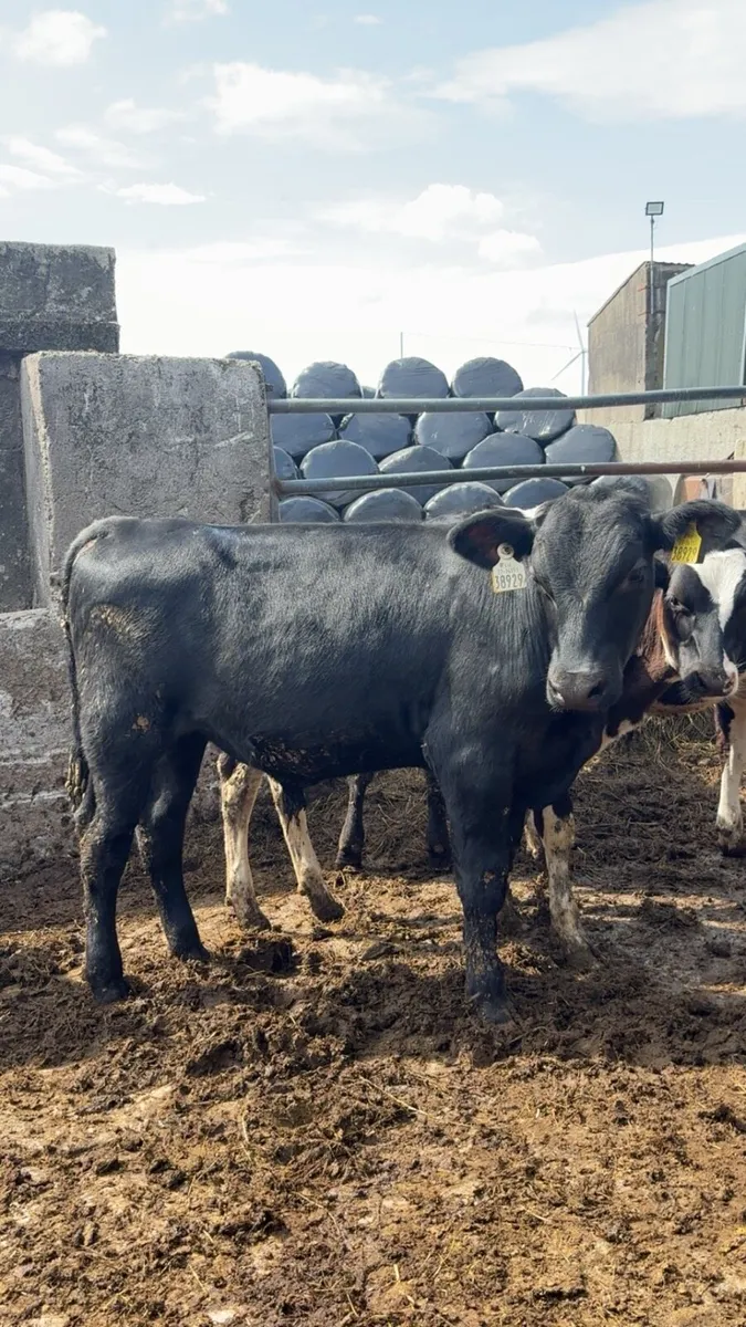 Weaned Calves - Image 2