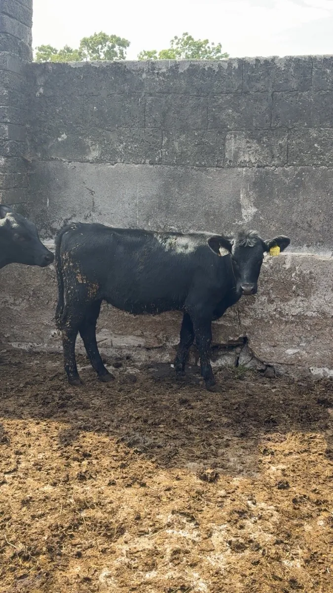 Weaned Calves - Image 4