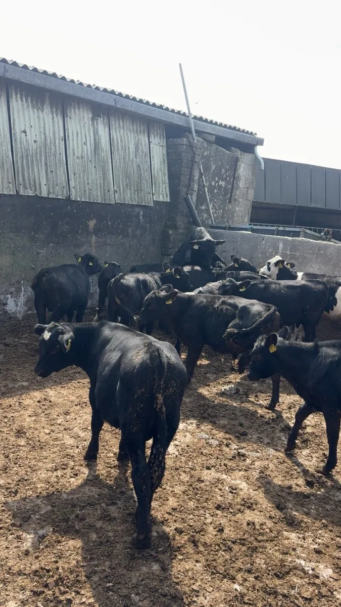 Weaned Calves - Image 3