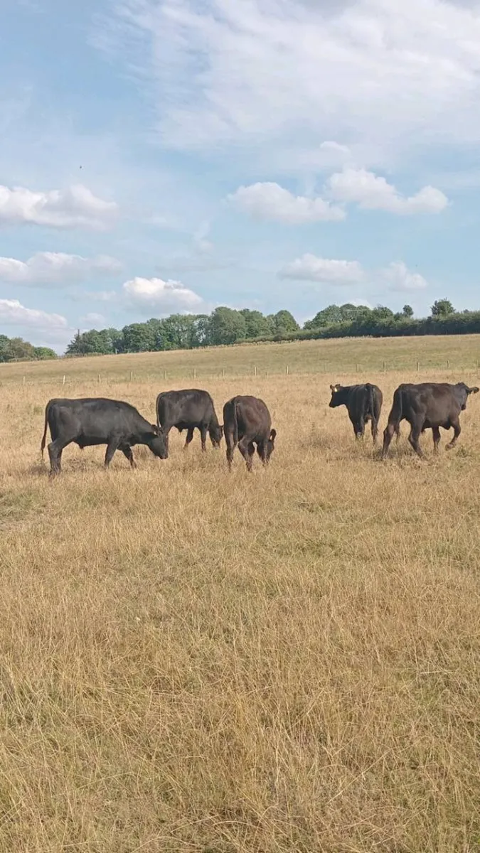6 smashing angus store bullocks - Image 1
