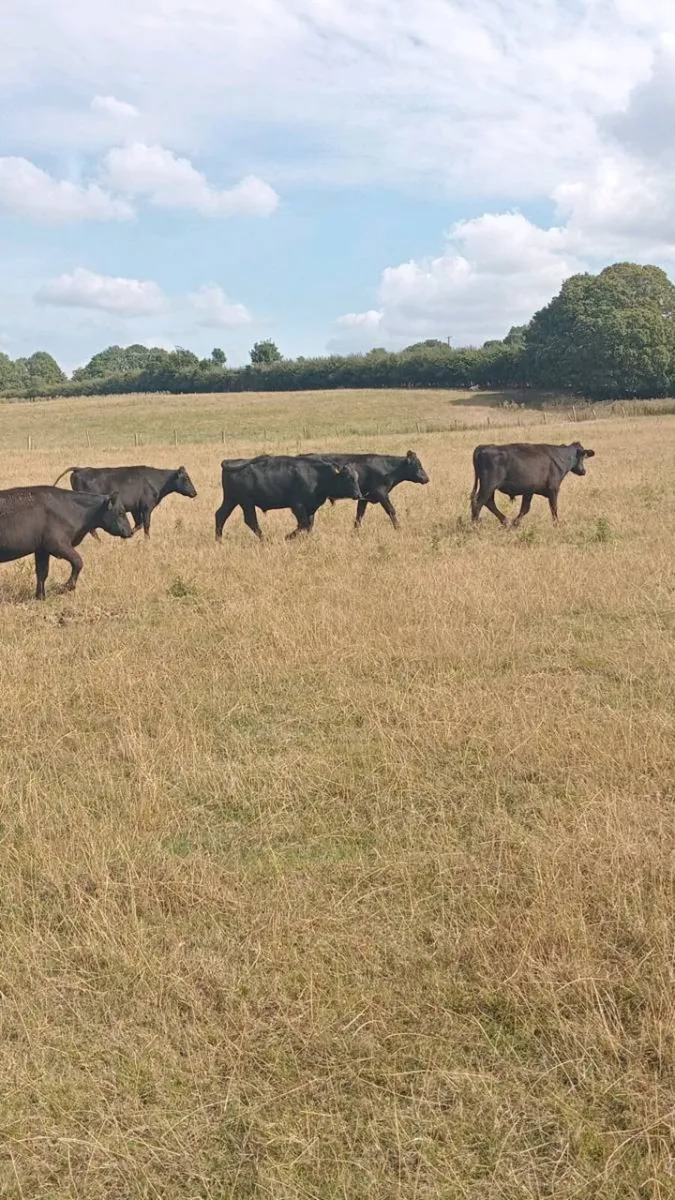 6 smashing angus store bullocks - Image 2