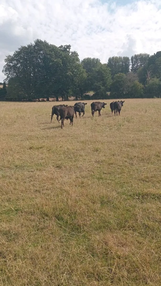 6 smashing angus store bullocks - Image 3