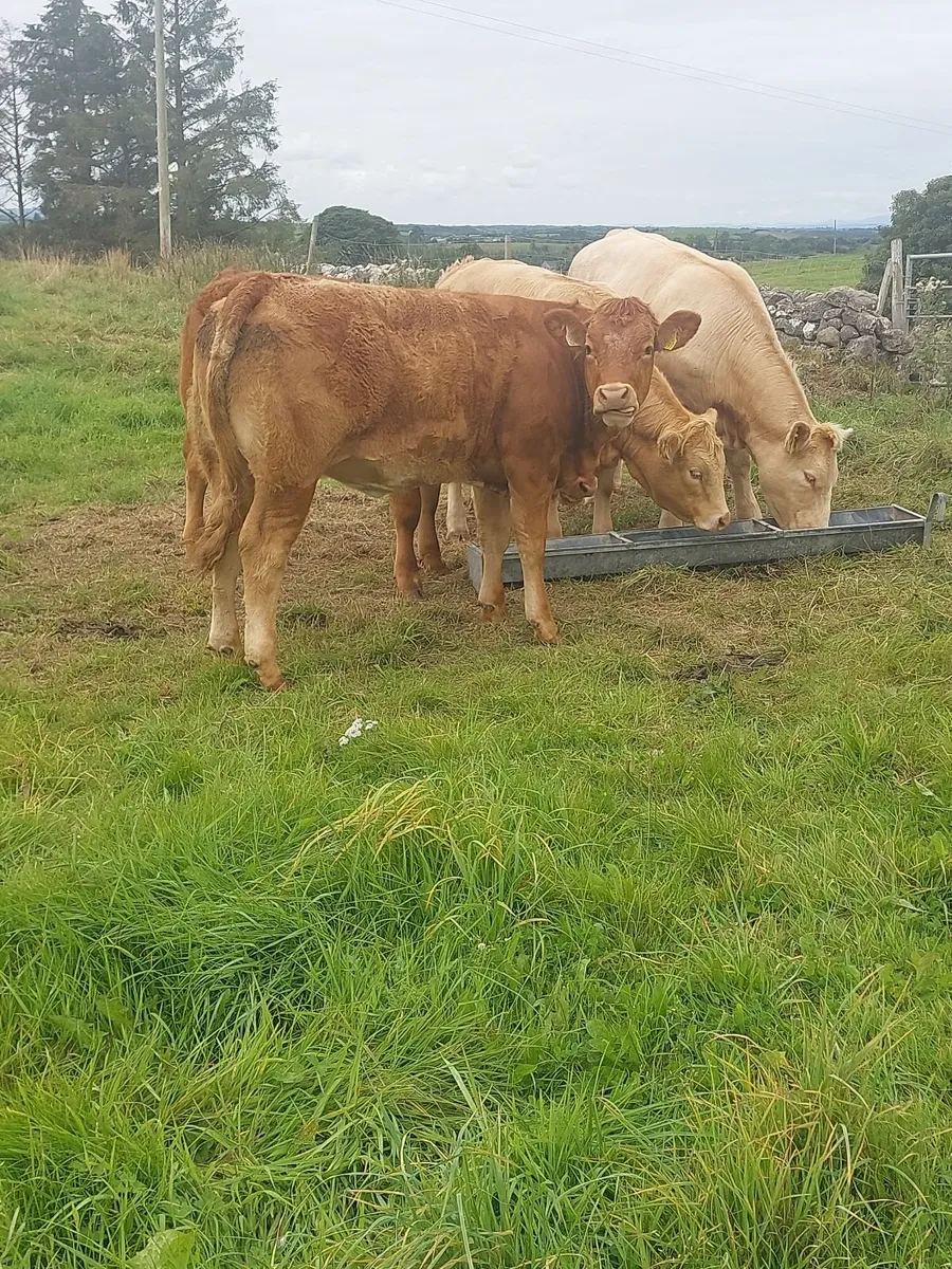 Heifers - Image 2